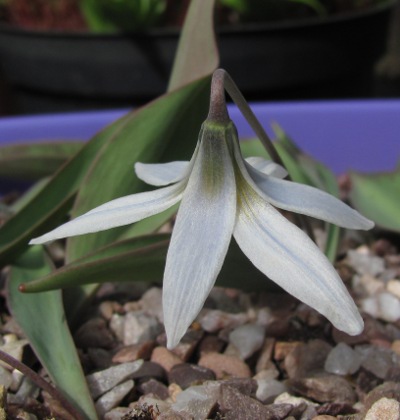 Erythronium albidum